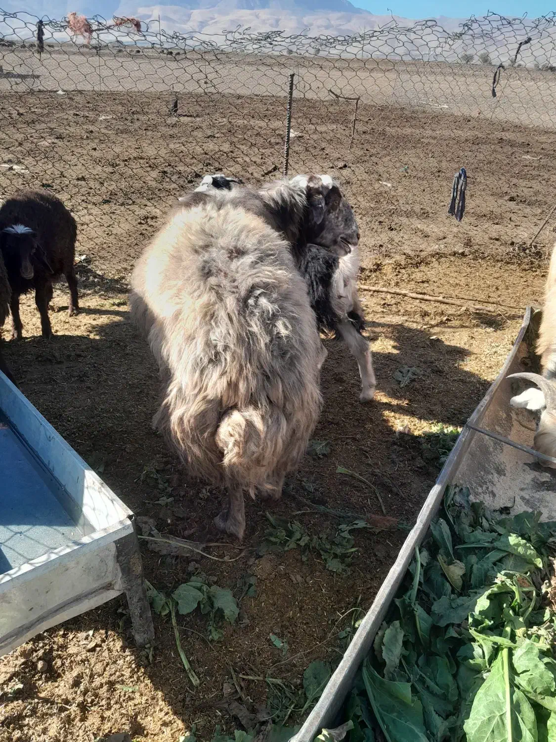 باسلام ۳تا قورچ چاق قصابی جوان بفروش میرسد|حیوانات مزرعه|نهاوند, |دیوار