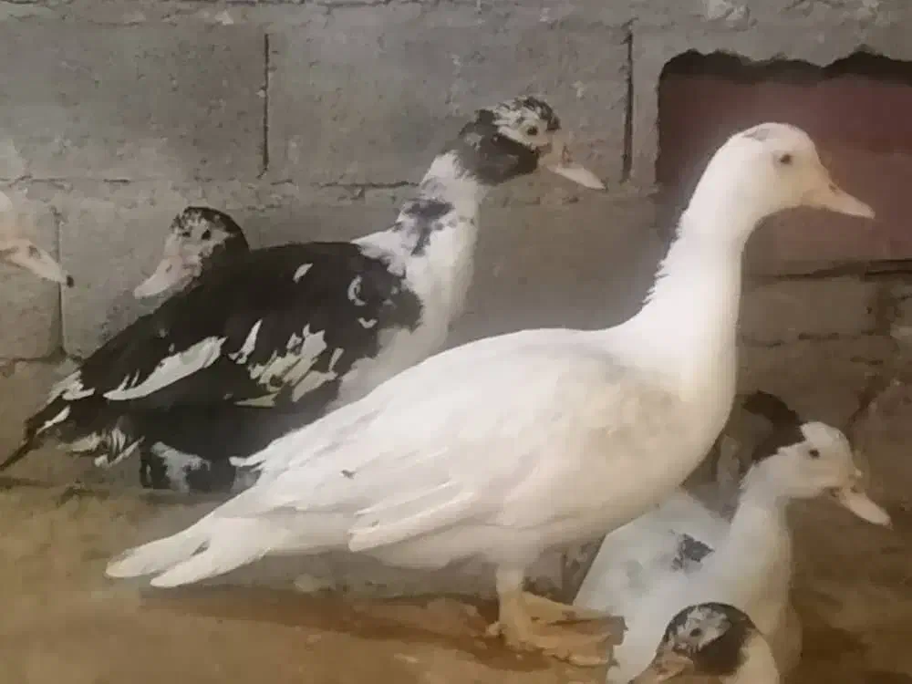 حدود ۳۰ عدد اردک اسرائیلی نروماده نژاد سنگین وزن|حیوانات مزرعه|امیرکلا, |دیوار