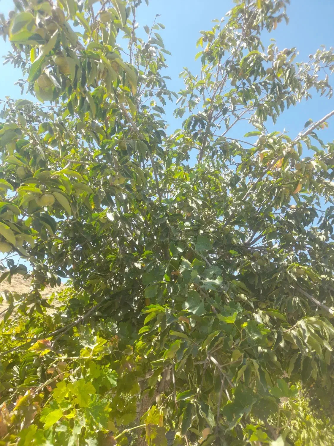 خریدار میش داشتی و یا بره نر با زمین معاوضه میکنم|حیوانات مزرعه|دشمن زیاری, |دیوار