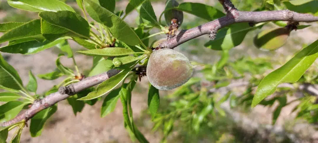 باغ ویلا منطقه سد امند|فروش خانه و ویلا|صوفیان, |دیوار