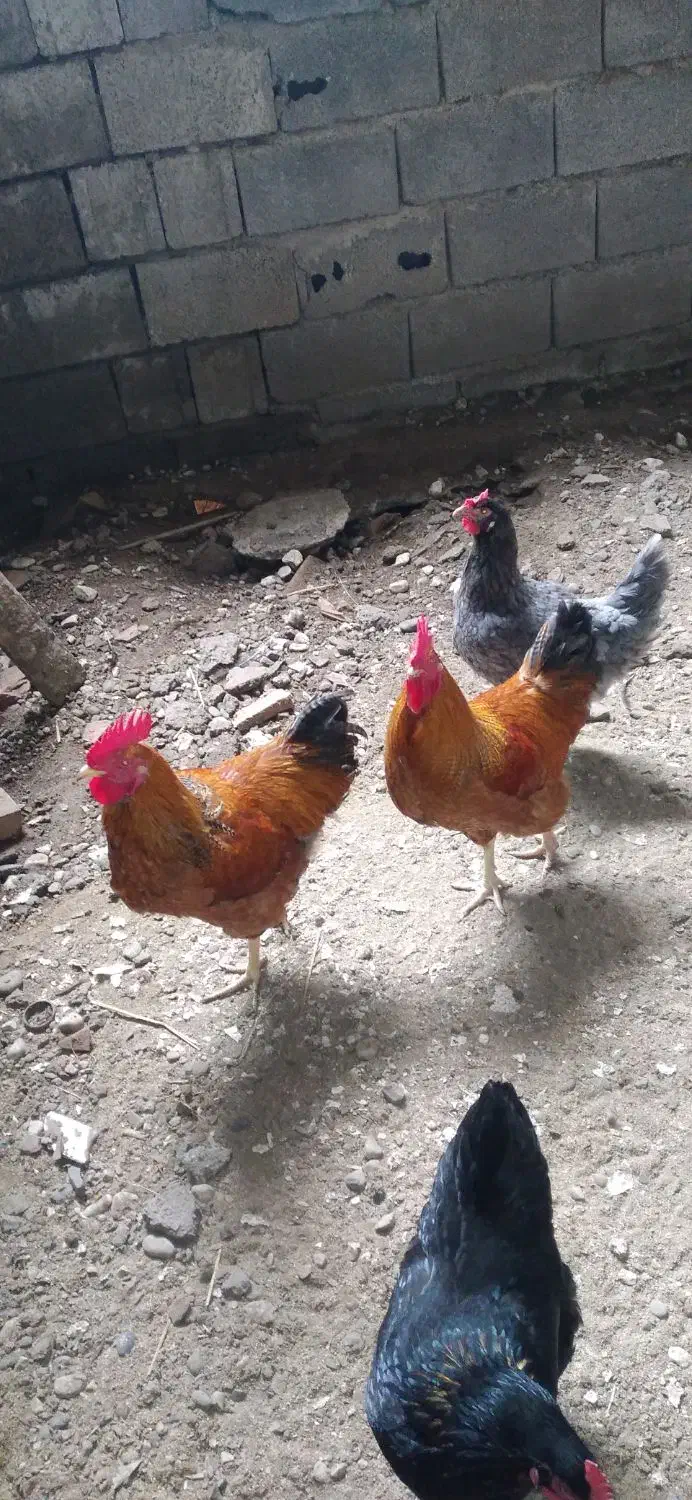 ۲عدد خروس|حیوانات مزرعه|نوشهر, |دیوار