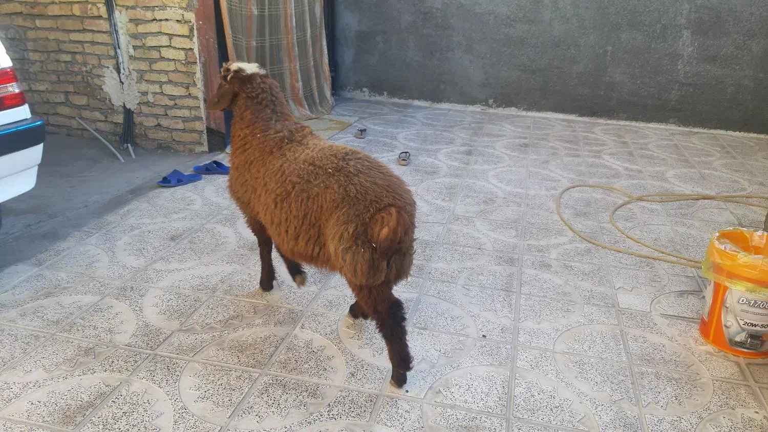 گوسفند پرواری|حیوانات مزرعه|کرمانشاه, |دیوار