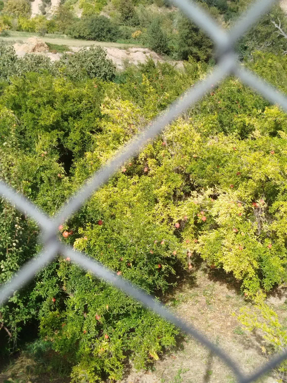 زمین کشاورزی در اردکلو|اجارهٔ دفتر صنعتی، کشاورزی، تجاری|مرند, |دیوار