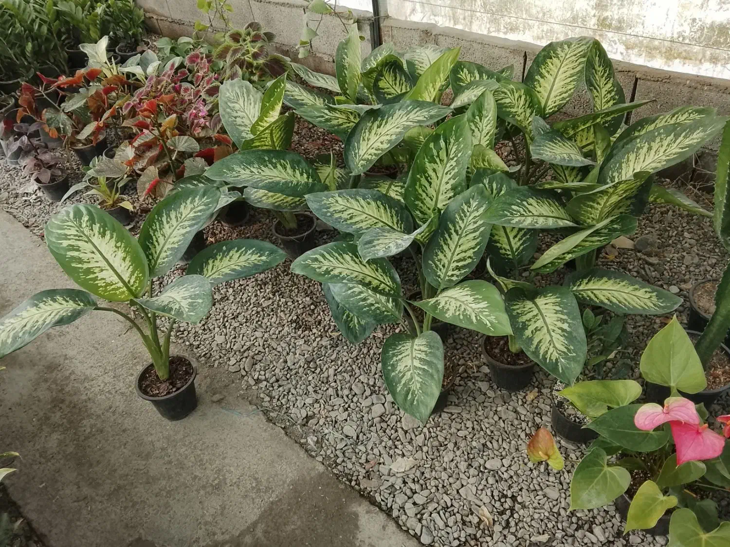 تعویض خاک گلدان در منزل  فروش گل و تحویل درب خانه|گل و گیاه طبیعی|مشهد, فرهنگیان (شهرک غرب)|دیوار