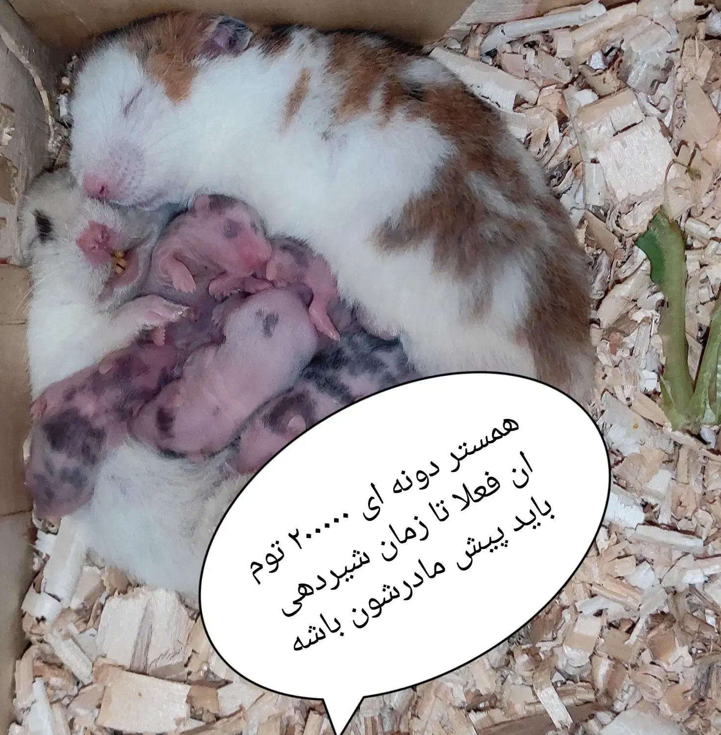 همستر|موش و خرگوش|ارومیه, |دیوار