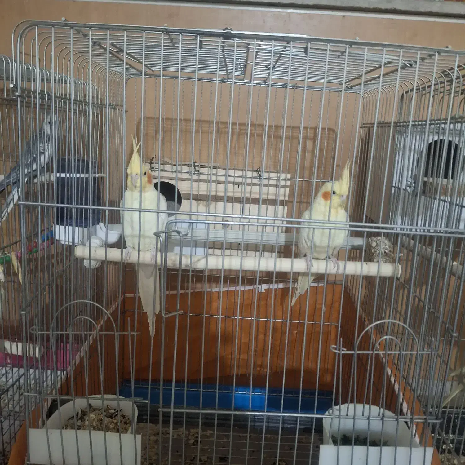 پرنده|پرنده|همدان, |دیوار