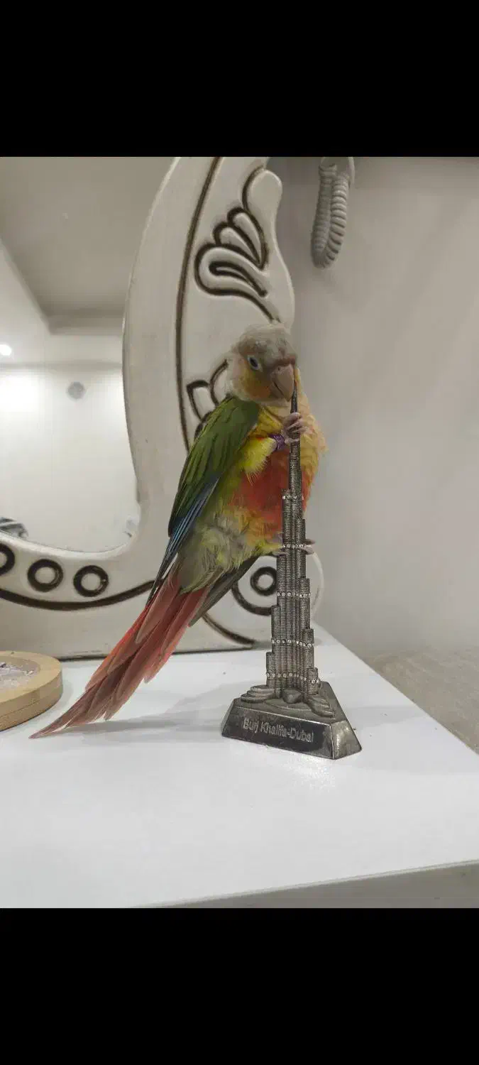 گرینچیک|حیوانات|اهواز, شهرک اکباتان|دیوار