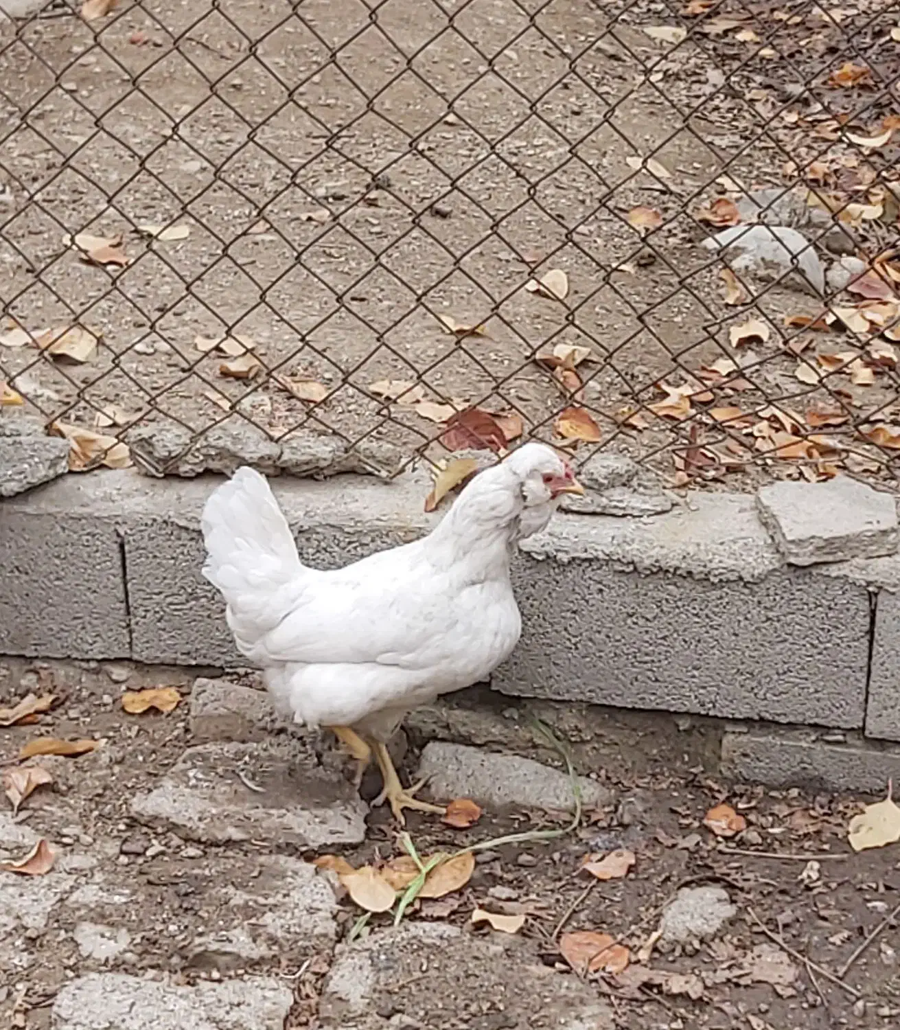 مرغ و خروس گلین|حیوانات مزرعه|لواسان, |دیوار