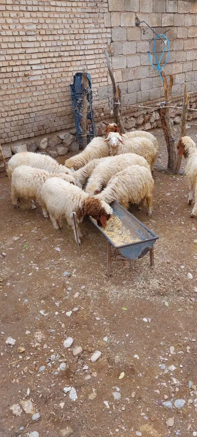 ۱۰ راس بره نر|حیوانات مزرعه|دره شهر, |دیوار