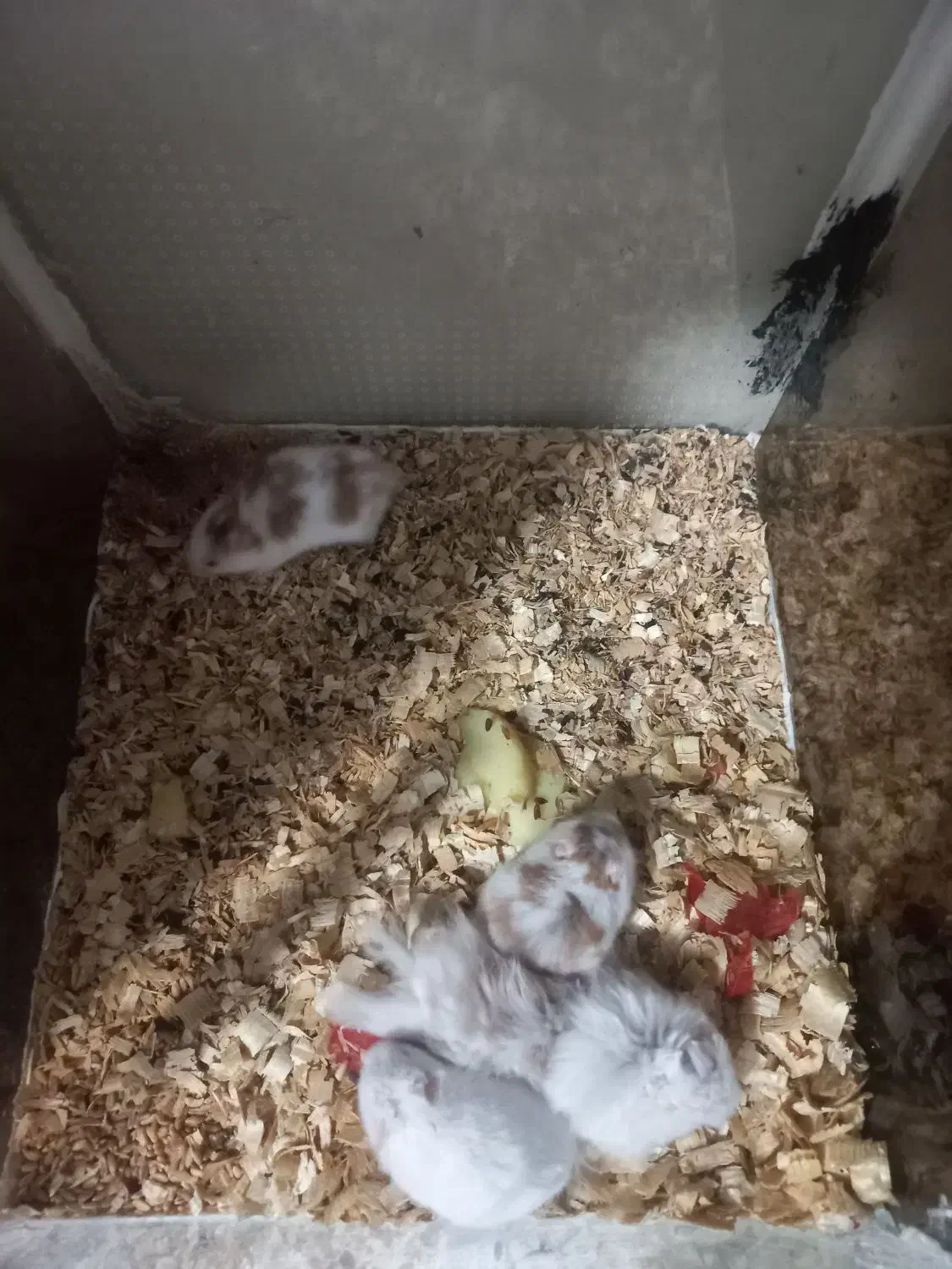 همستر نر و ماده با بچه|موش و خرگوش|آستانه اشرفیه, |دیوار