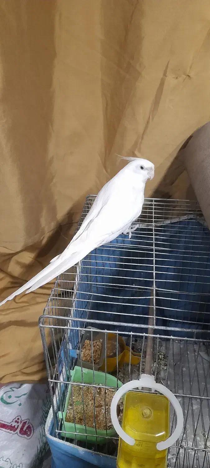 عروس نر و ماده جفت مولد|پرنده|کرج, کلاک بالا|دیوار