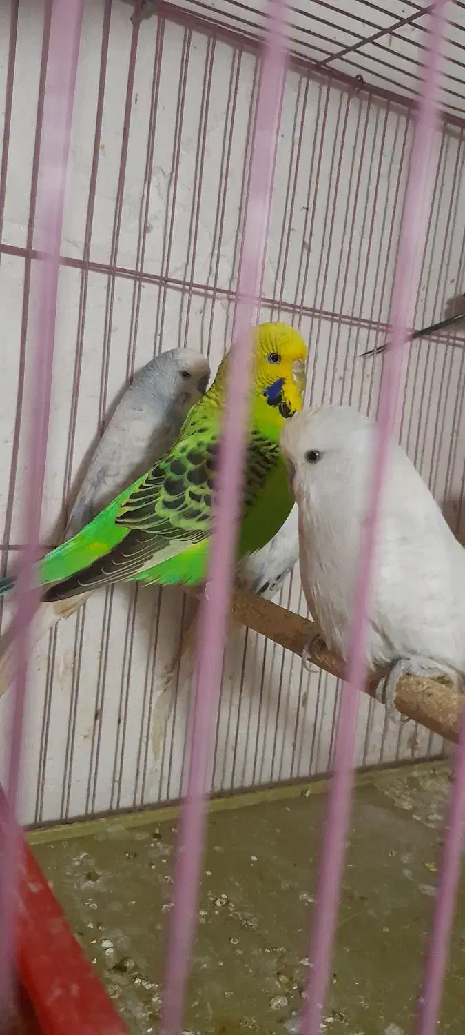 دو جفت مرغ عشق انگلیسی|پرنده|بوشهر, |دیوار