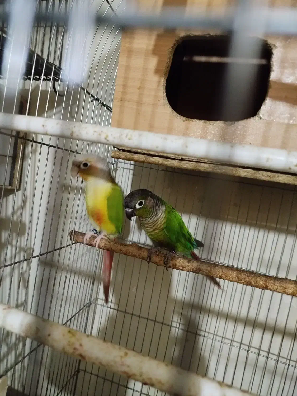 گرینچی جفت عروس هلندی|پرنده|تهران, علم و صنعت|دیوار