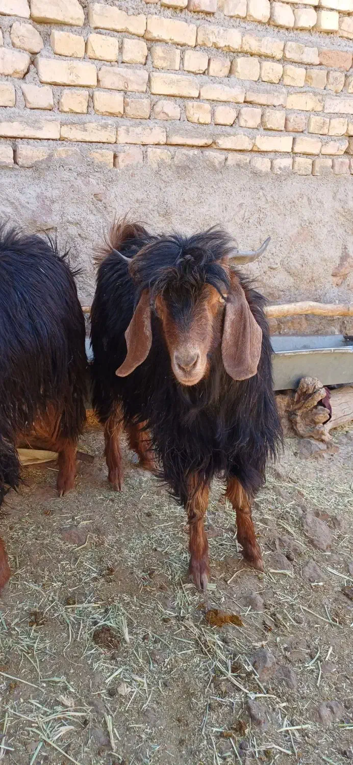 بزغاله نر  سفت چاق|حیوانات مزرعه|مود, |دیوار