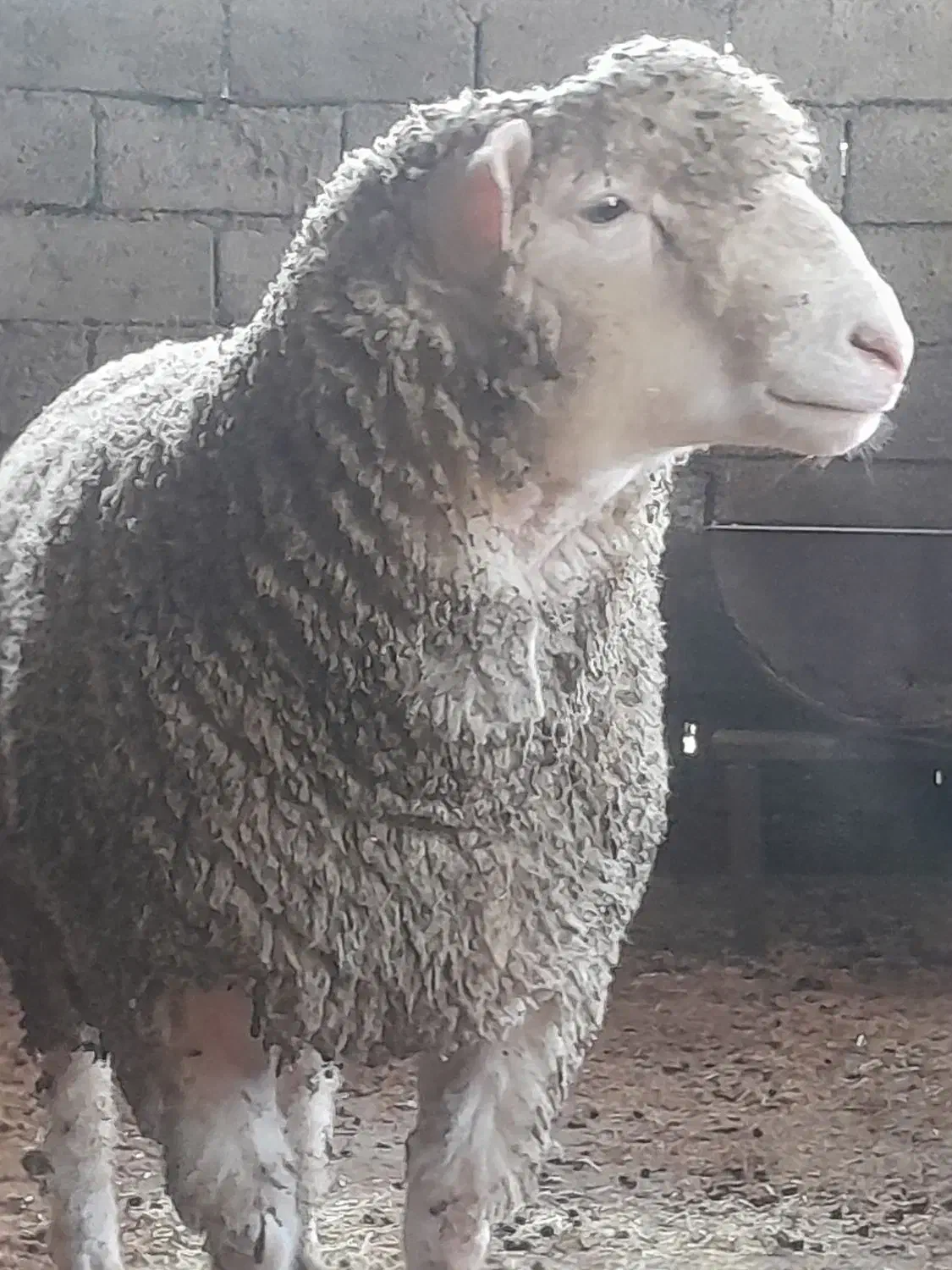 گوسفند میش بره|حیوانات مزرعه|شیرگاه, |دیوار