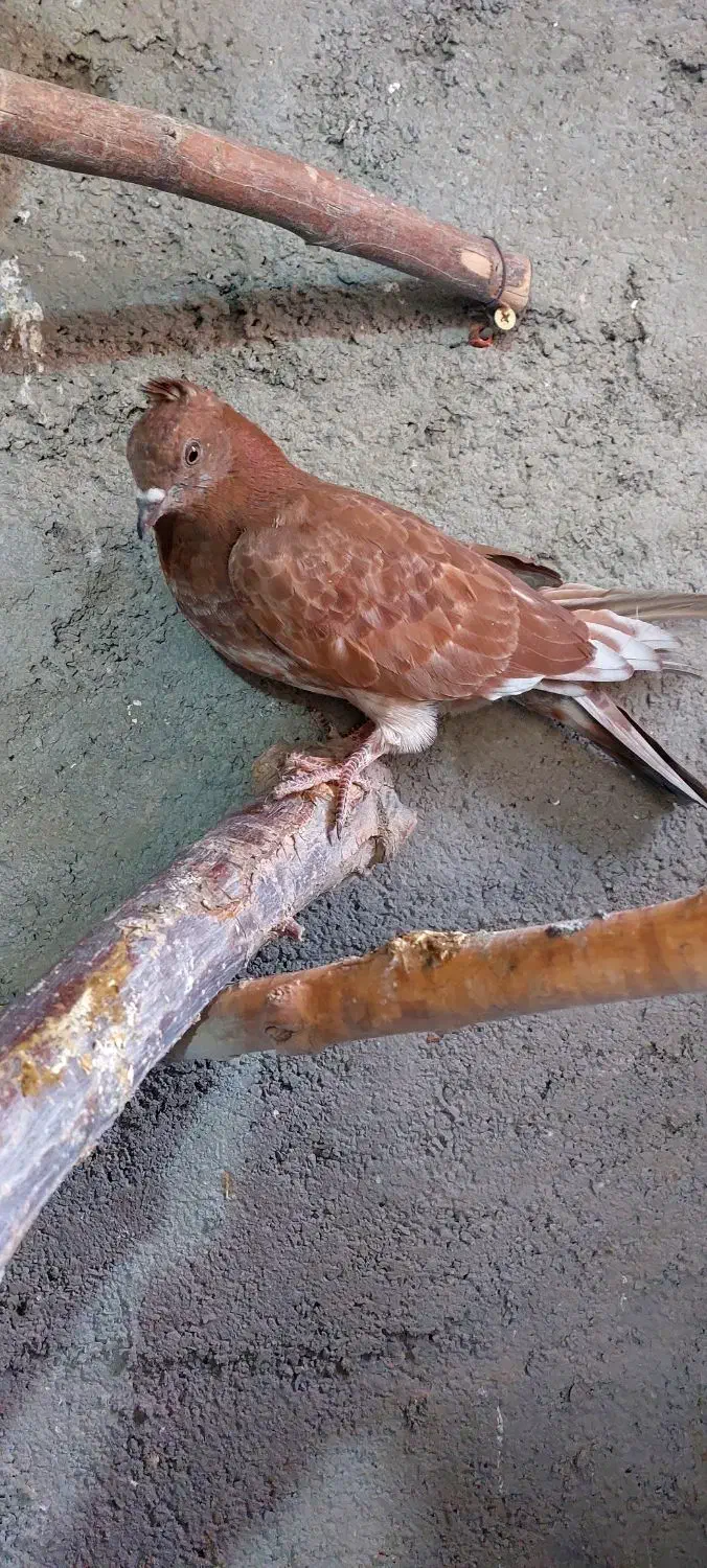 کفتر فروشی|پرنده|اردکان, |دیوار