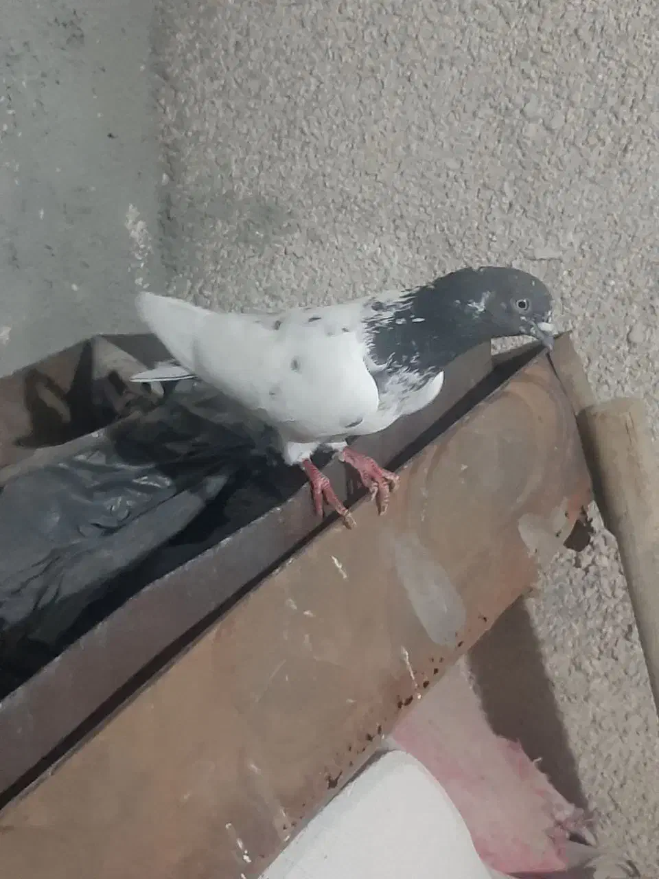 نرکله سبز گرفتنی|پرنده|زابل, |دیوار