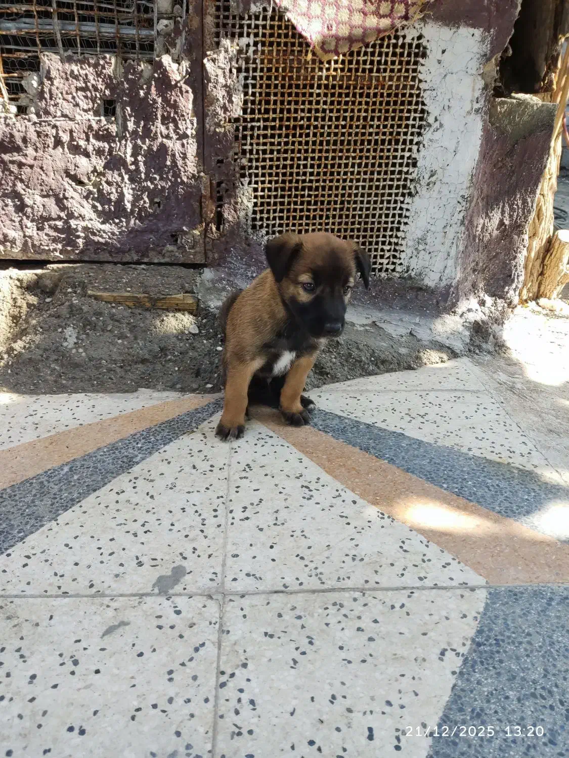 ۲ماه|سگ|میناب, |دیوار