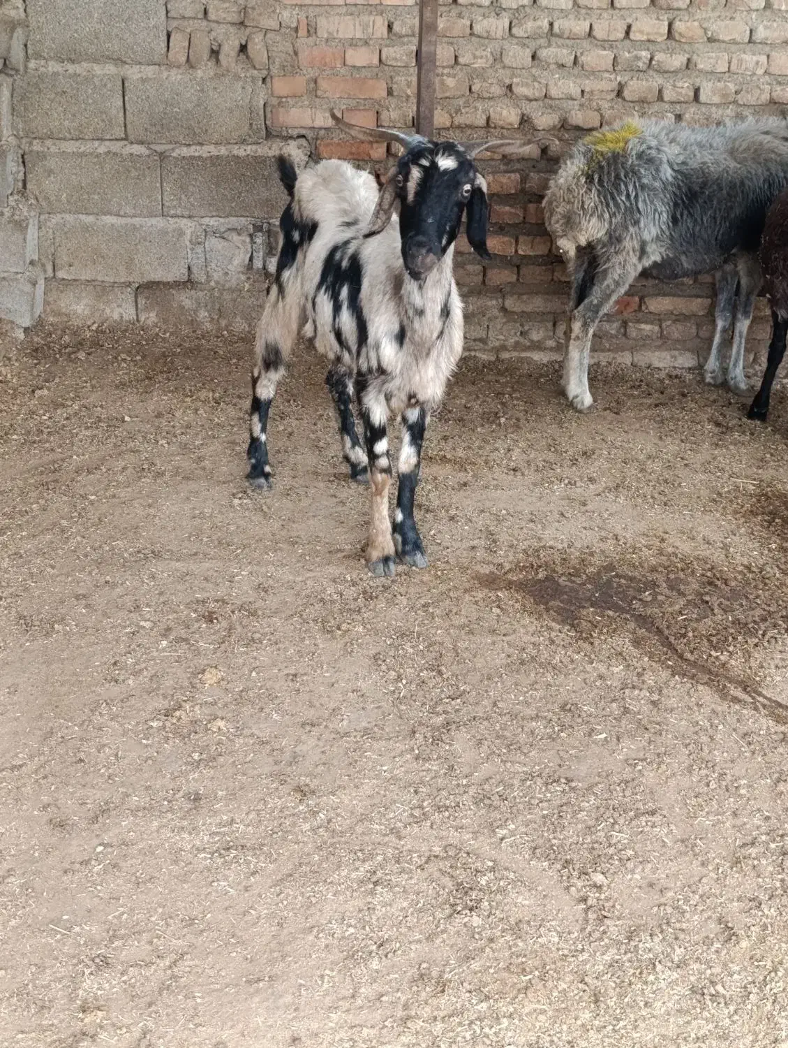 بز تیپ تیپی جوان|حیوانات مزرعه|آزادشهر, |دیوار