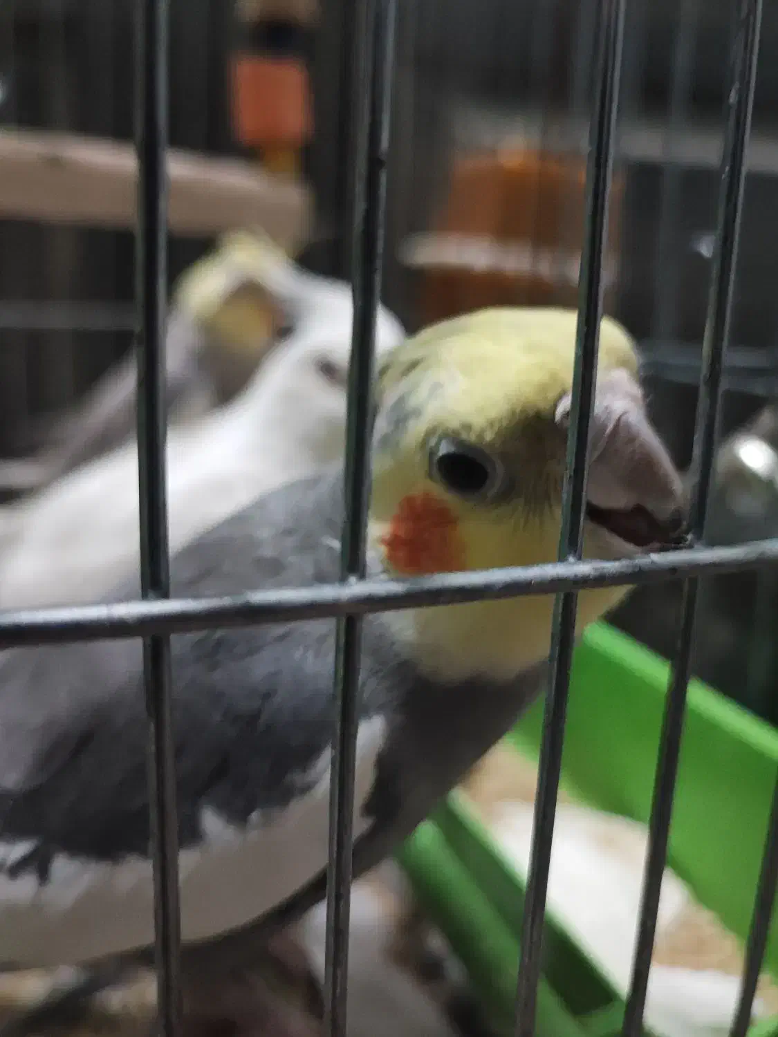 فروش ۴ عروس هلندی نیمه دستی و سرحال ارزان|پرنده|اهواز, کوی شهروند|دیوار