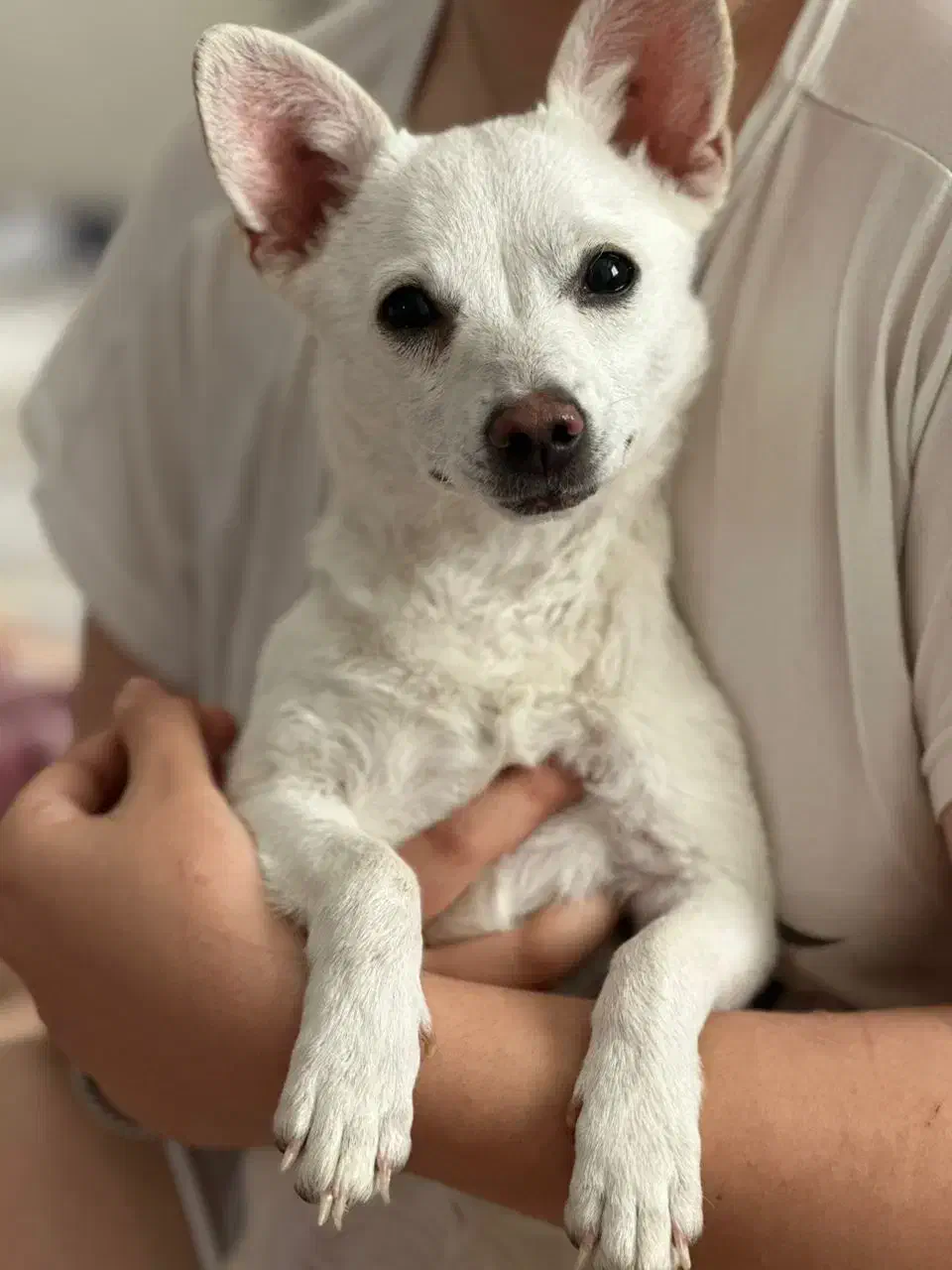 واگذاری سگ|سگ|فولادشهر, C1|دیوار