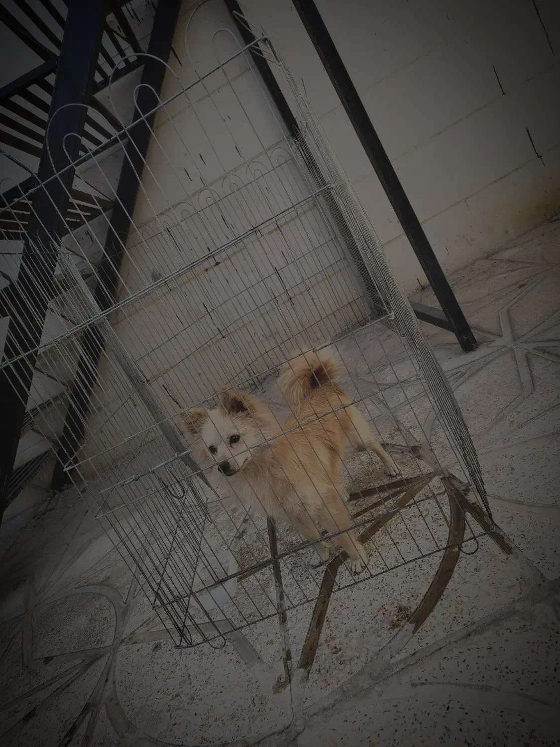 سگ پامراین|سگ|محمدیه-قزوین, |دیوار