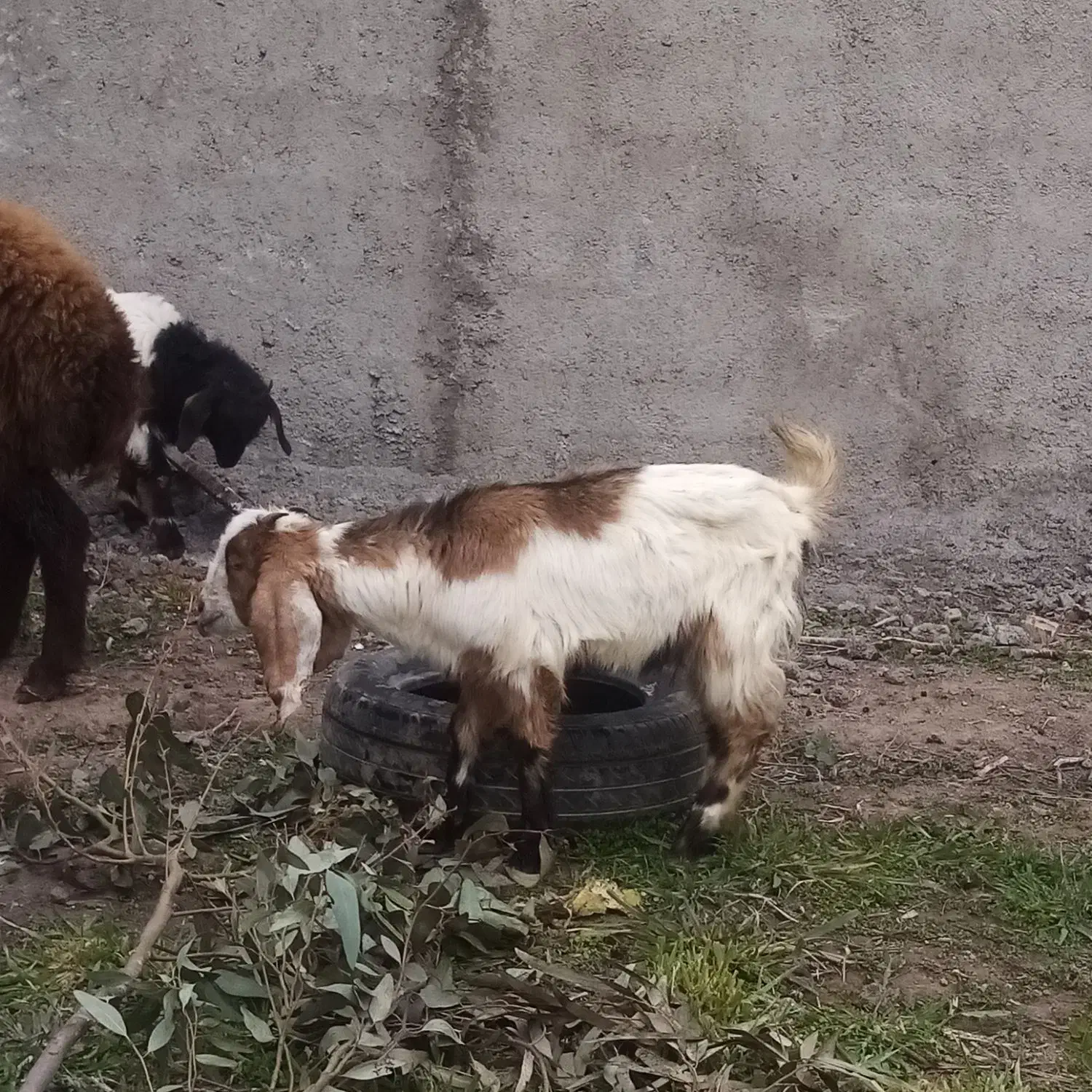 بره نر|حیوانات مزرعه|مزرعه کتول, |دیوار