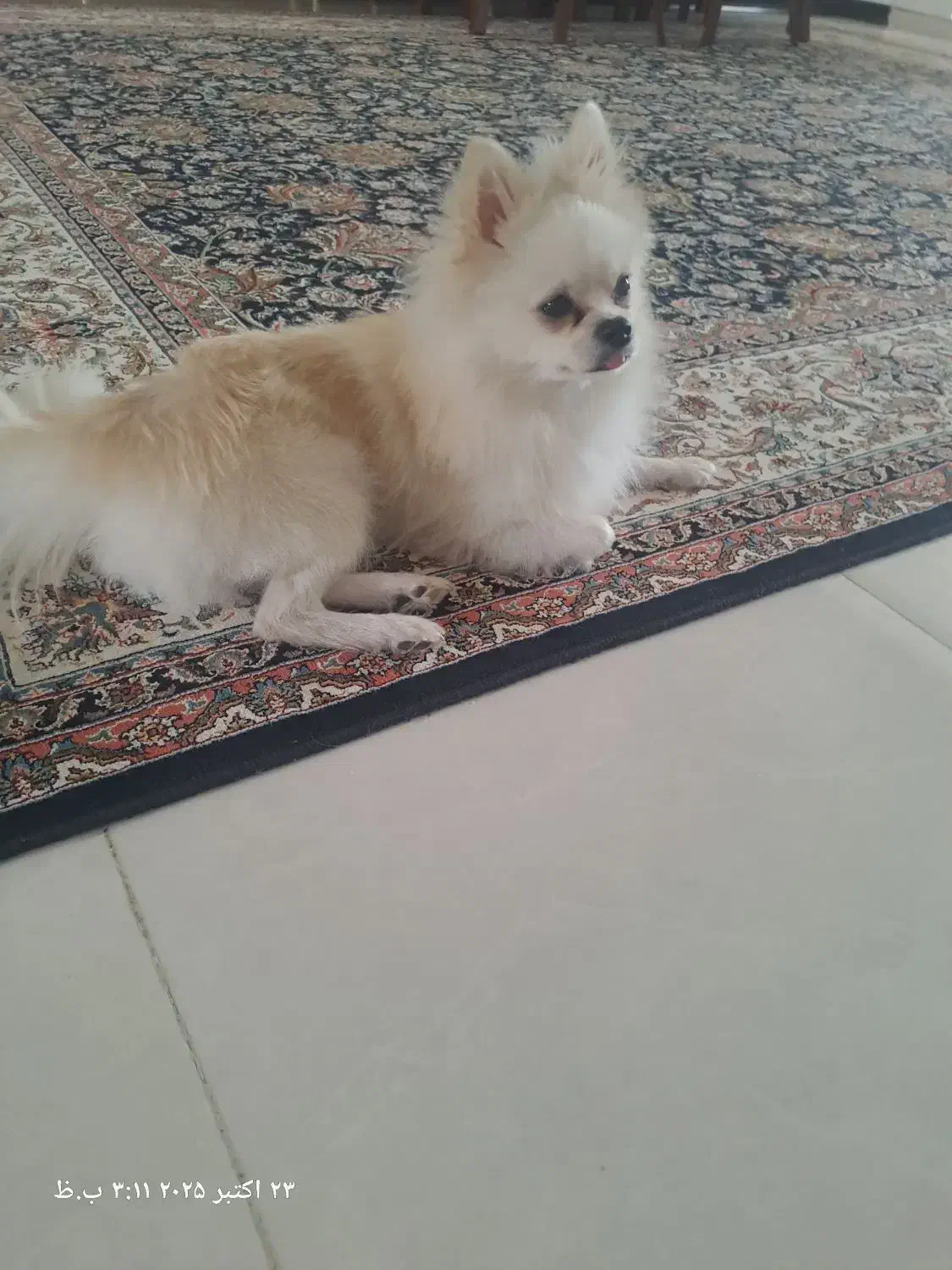 سگ پامرین|سگ|اشتهارد, |دیوار