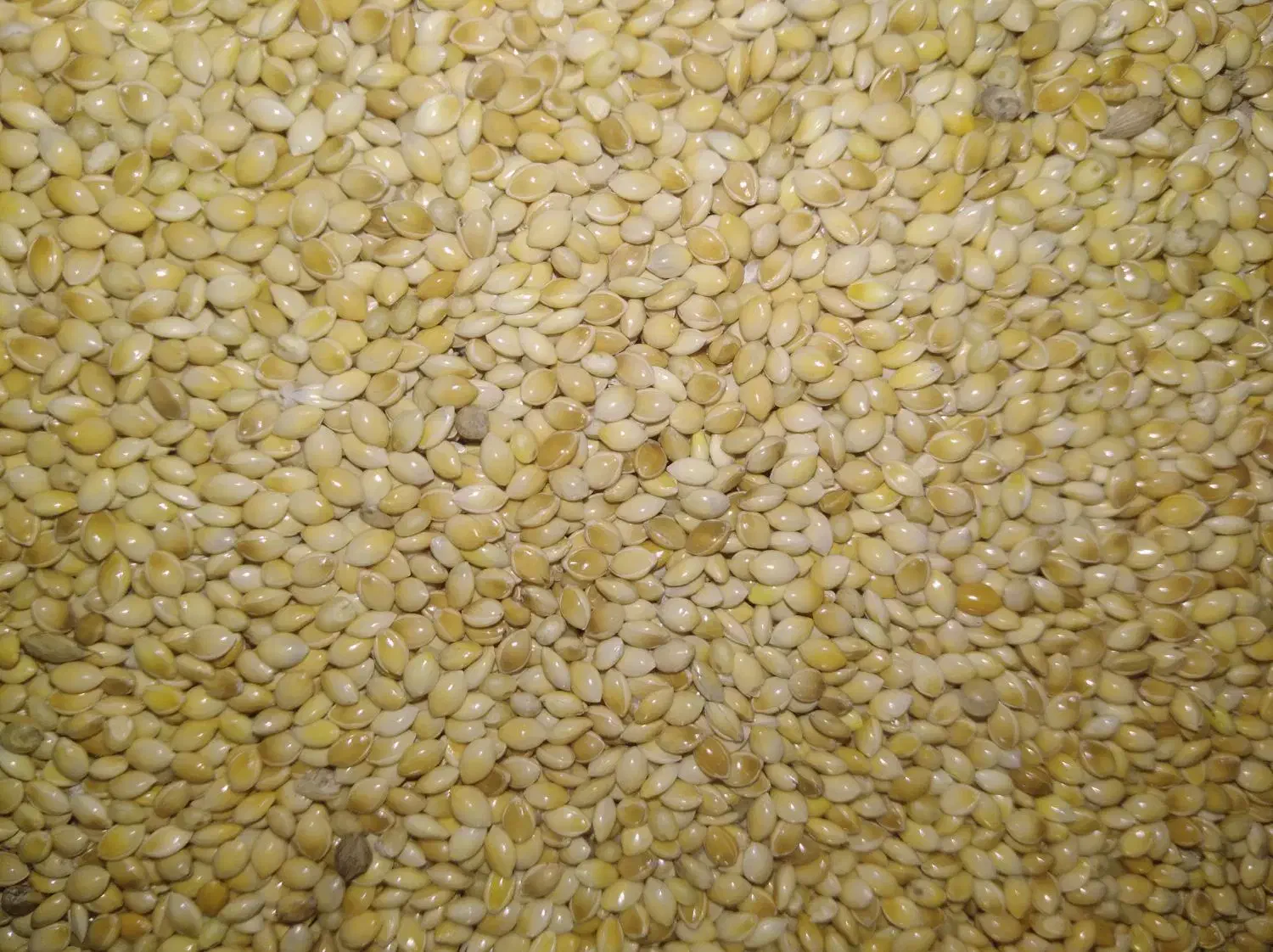 ارزن ریز|لوازم جانبی حیوانات|اصفهان, جاوان|دیوار