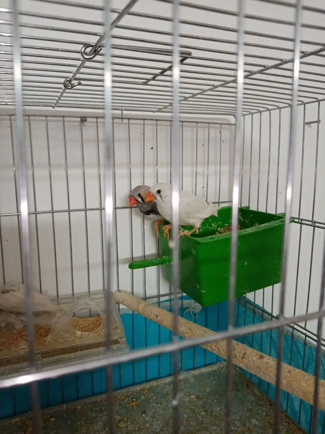 فنچ باجوجه|پرنده|قم, انسجام|دیوار