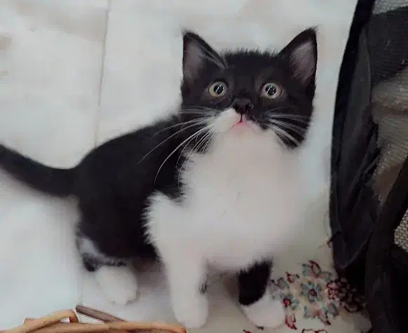 گربه های شهر شلوغ|گربه|ری, فیروزآبادی|دیوار