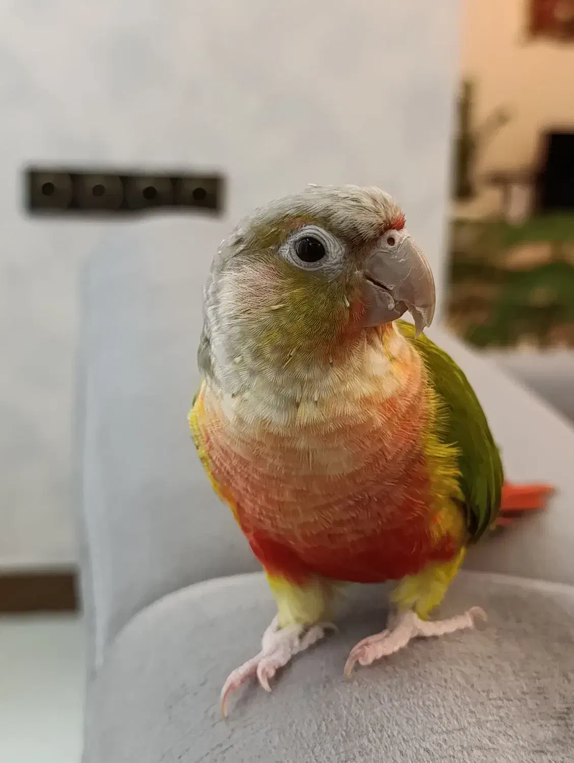 گرینچیک|پرنده|قیدار, |دیوار