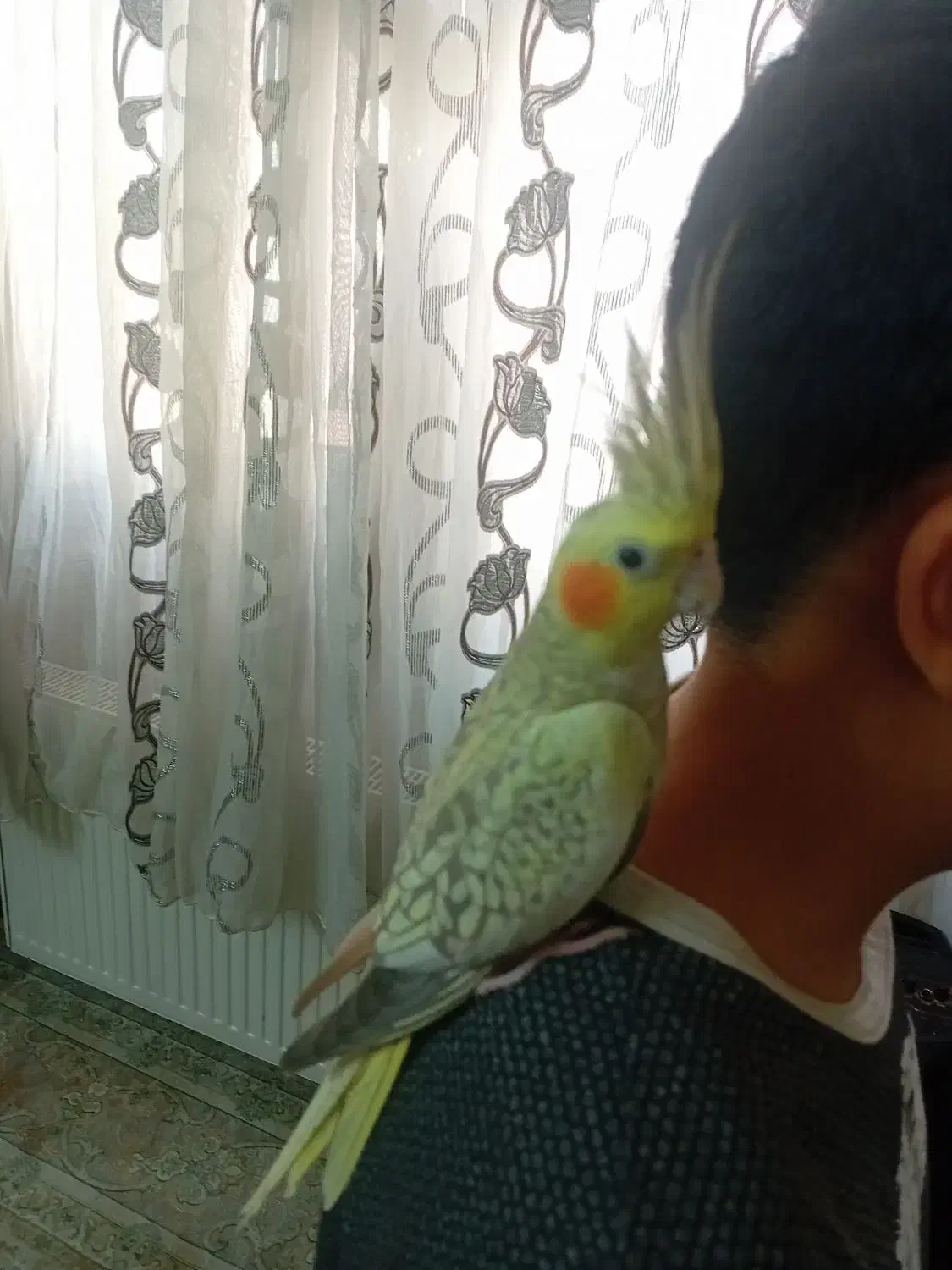 عروس هلندی ماده|پرنده|قرچک, پویینک|دیوار