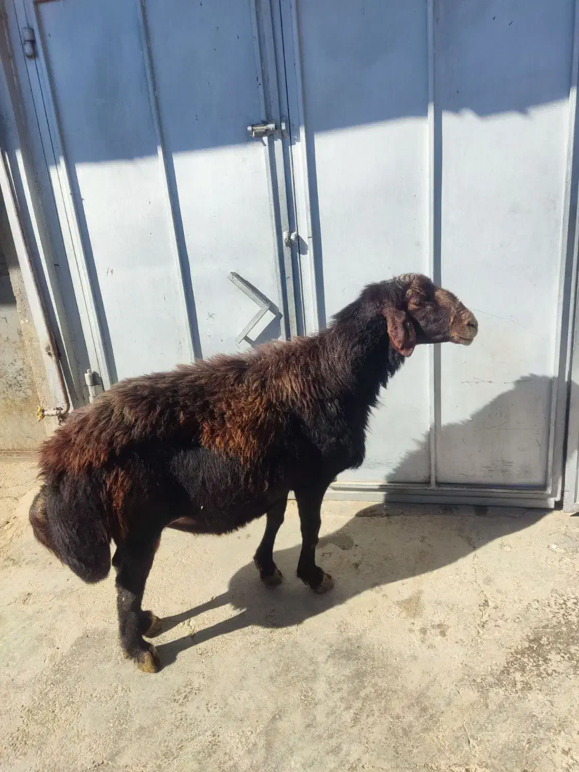 فروش قوچ|حیوانات مزرعه|چاراویماق, |دیوار