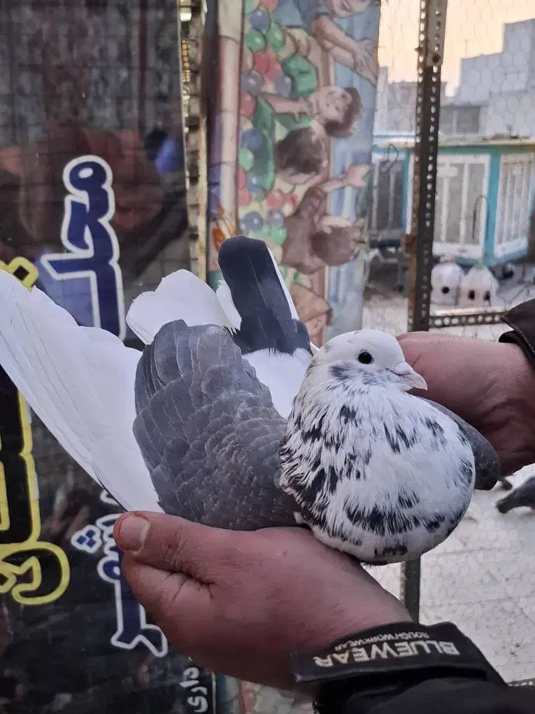 ۵ عدد کفتر کار درست|پرنده|تهران, افسریه شمالی|دیوار