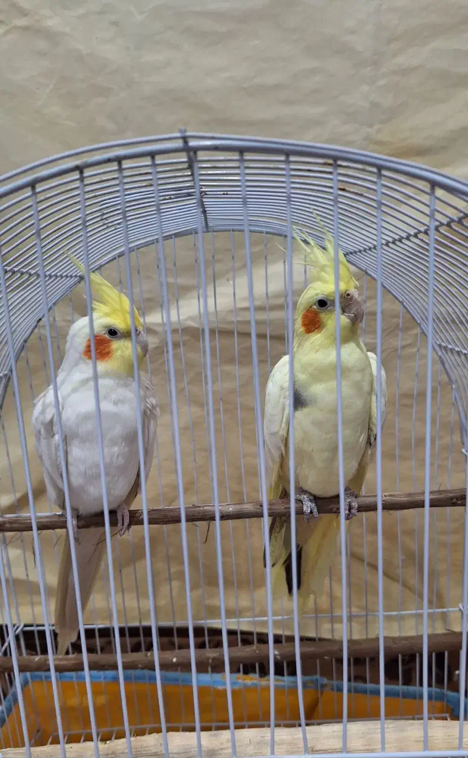 طوطی عروس|پرنده|املش, |دیوار