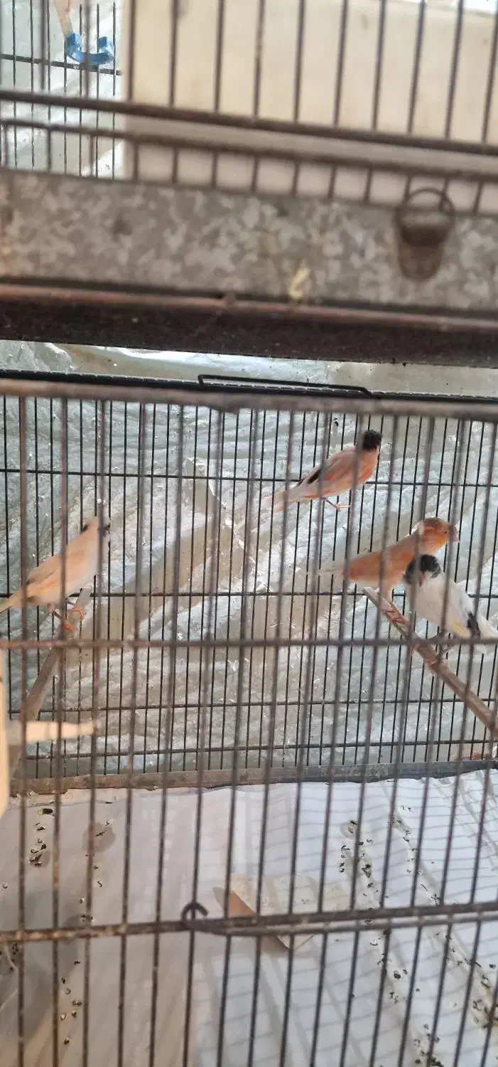 ۵۰تا قناری|پرنده|قم, در بهشت|دیوار