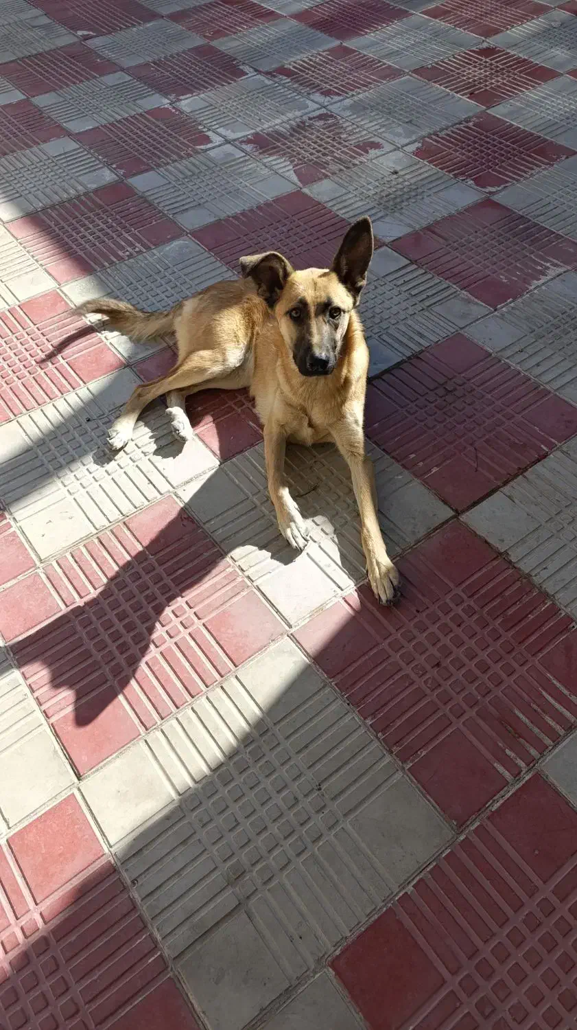 سگ ژرمن شپرد زرد|سگ|زنجان, |دیوار