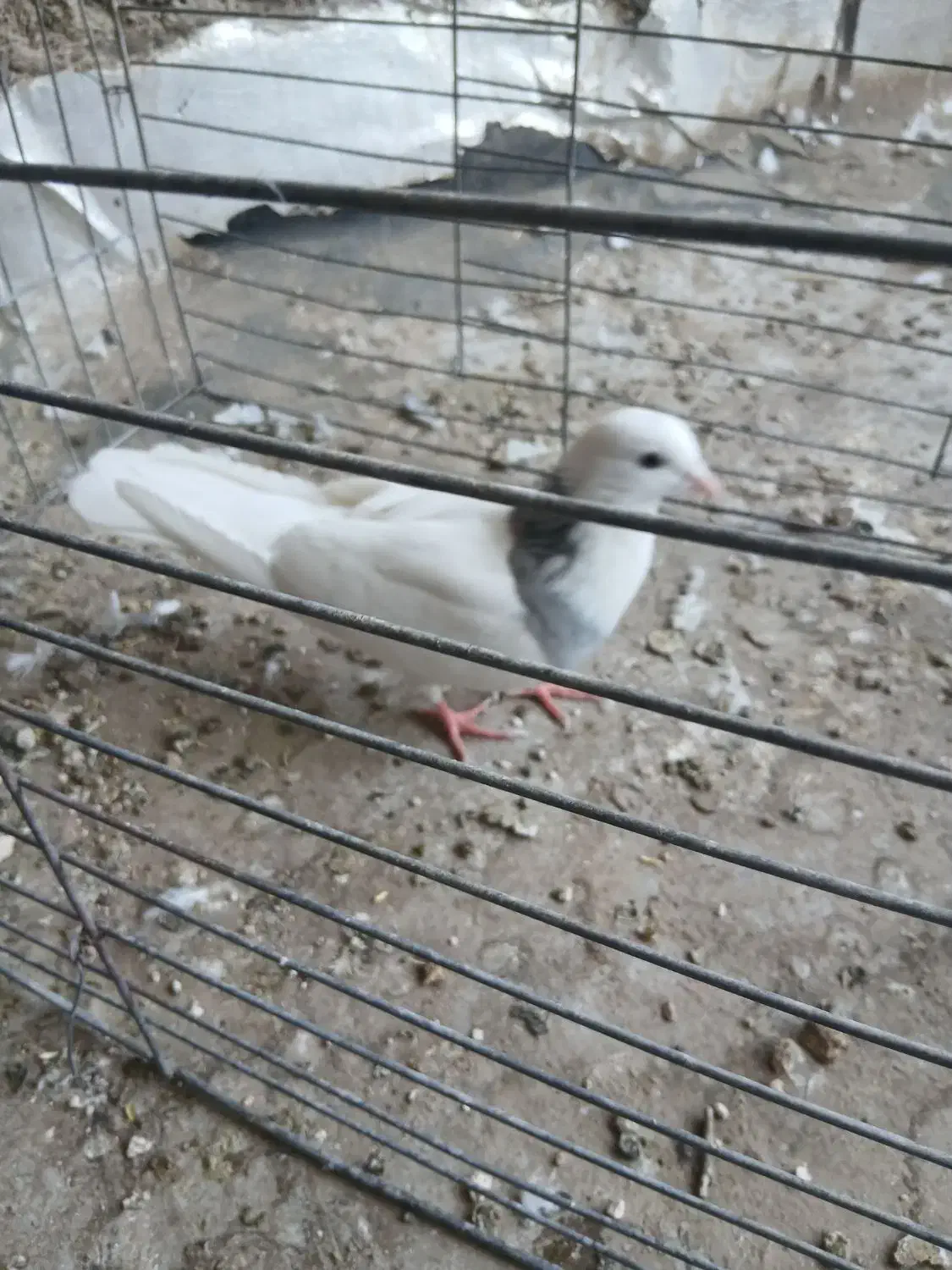 دوتا نر طوقی|پرنده|حمیدیا, |دیوار