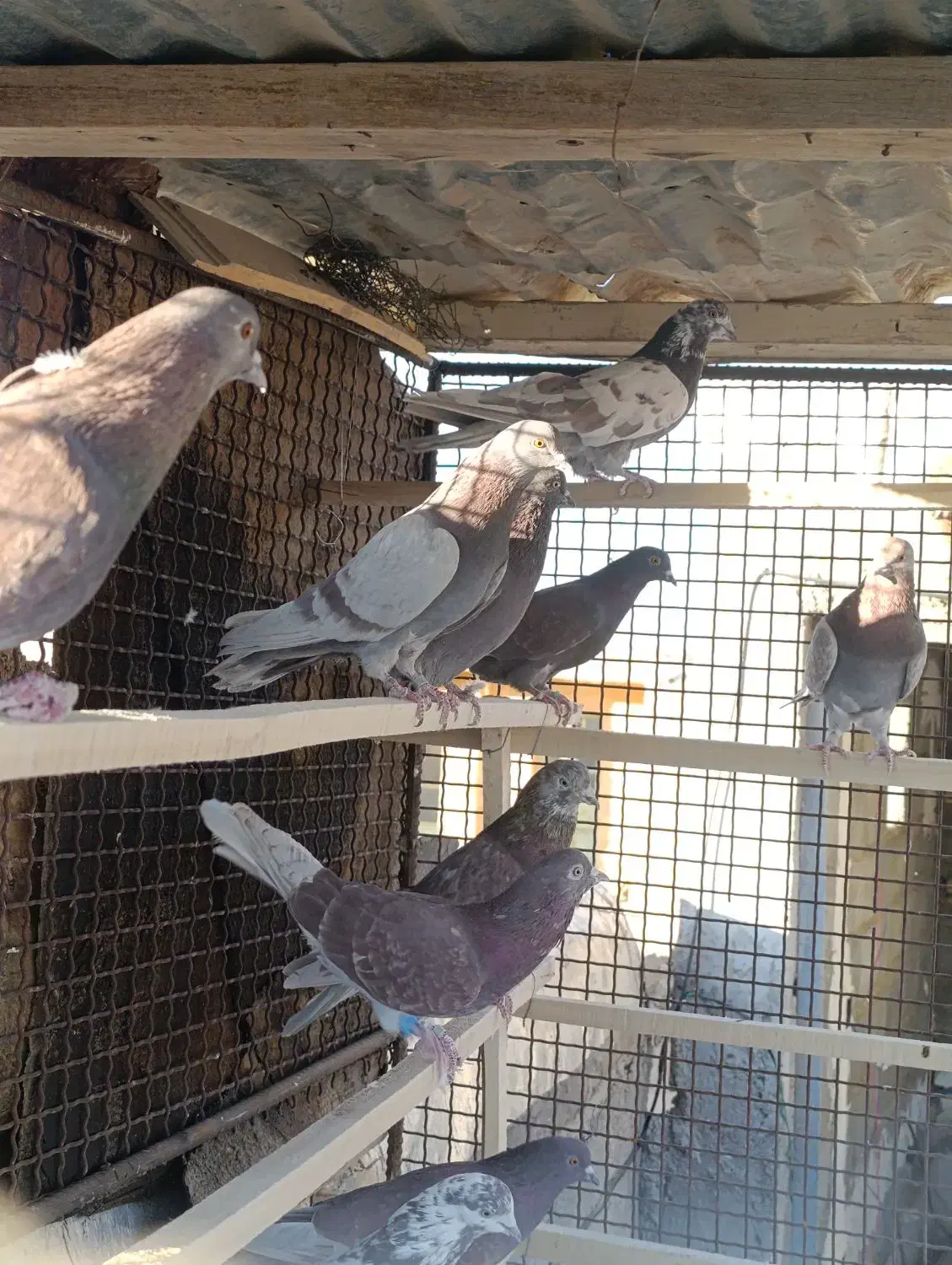 کبوتر پرشی|پرنده|فرمهین, |دیوار