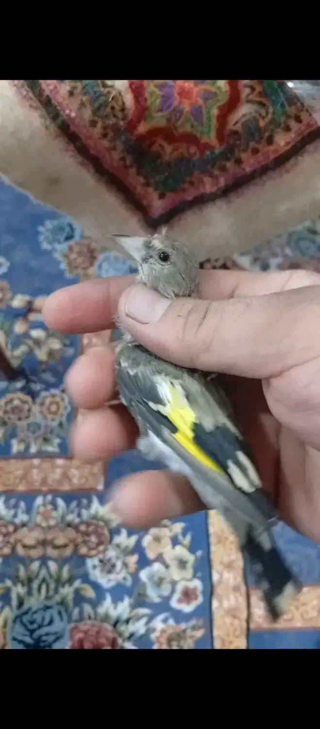 جوجه سهره|پرنده|کرمان, |دیوار
