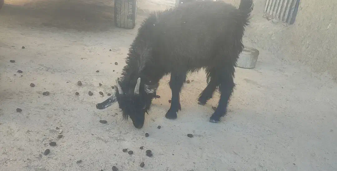 فروش گتاچ، گوسفند|حیوانات مزرعه|بم پشت, |دیوار