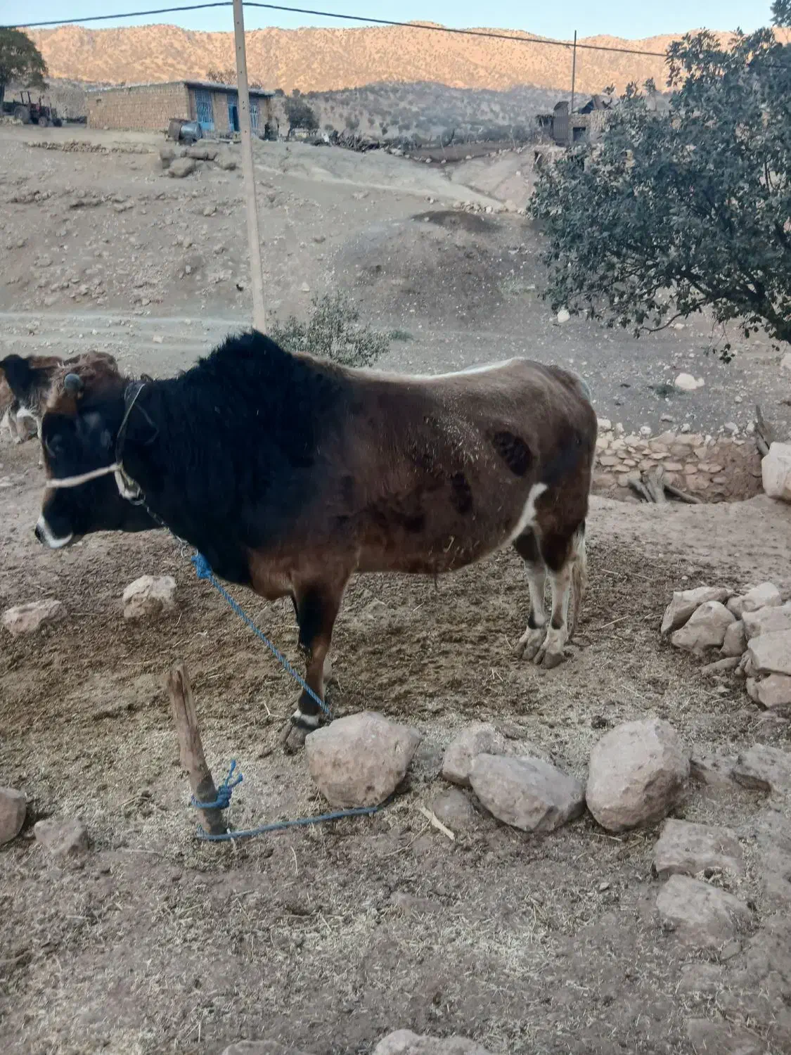 کل‌گاو|حیوانات مزرعه|کوهدشت, |دیوار