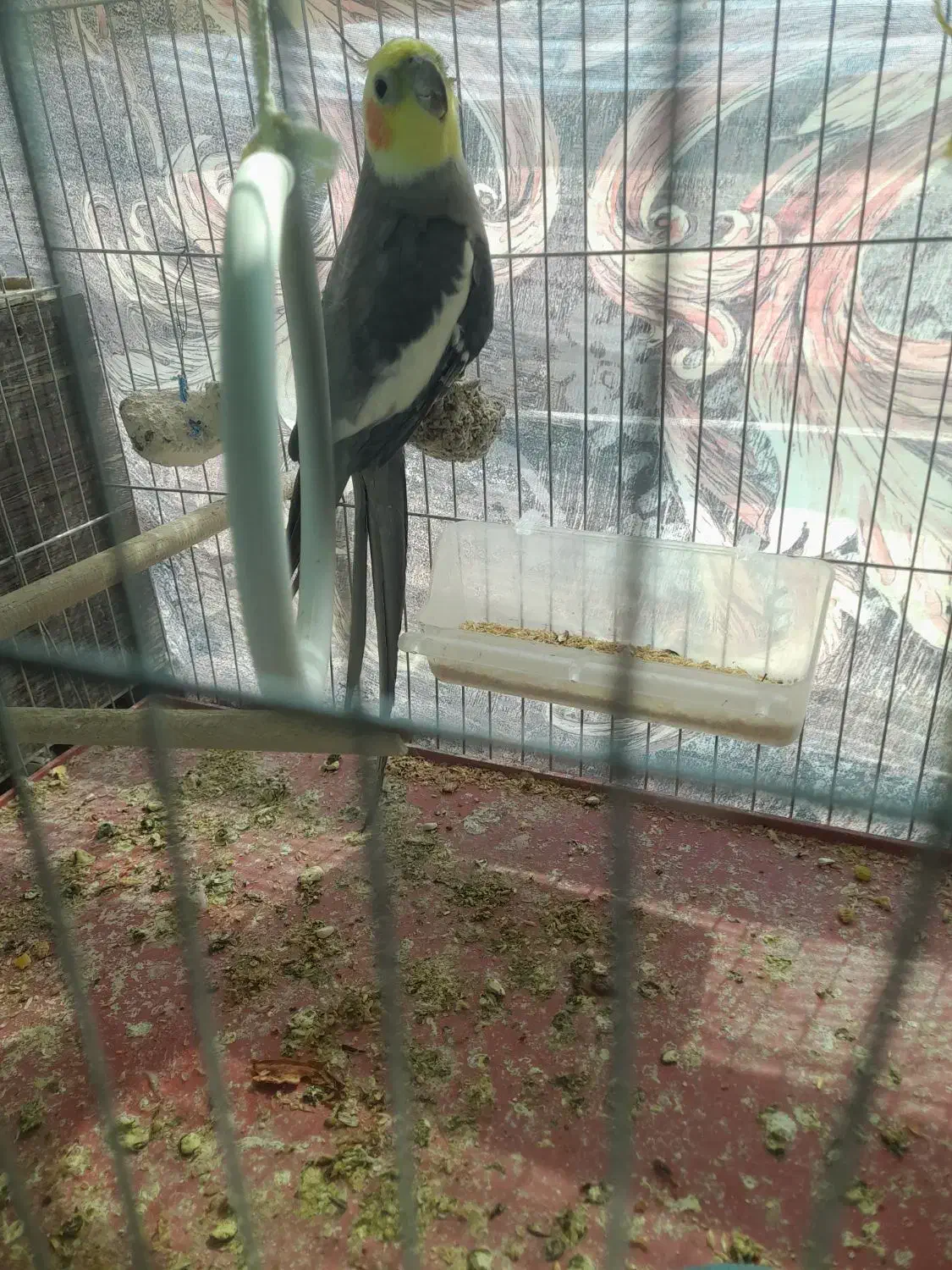 عروس هلندی نر|پرنده|رابر, |دیوار