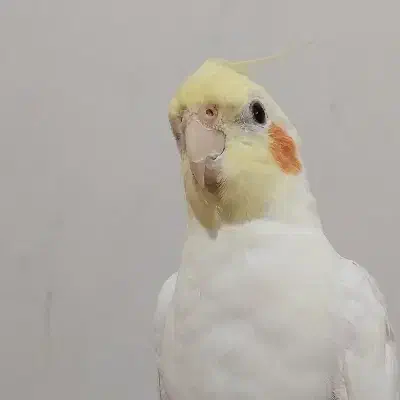 عروس هلندی با قفس|پرنده|رشت, گلزاران|دیوار