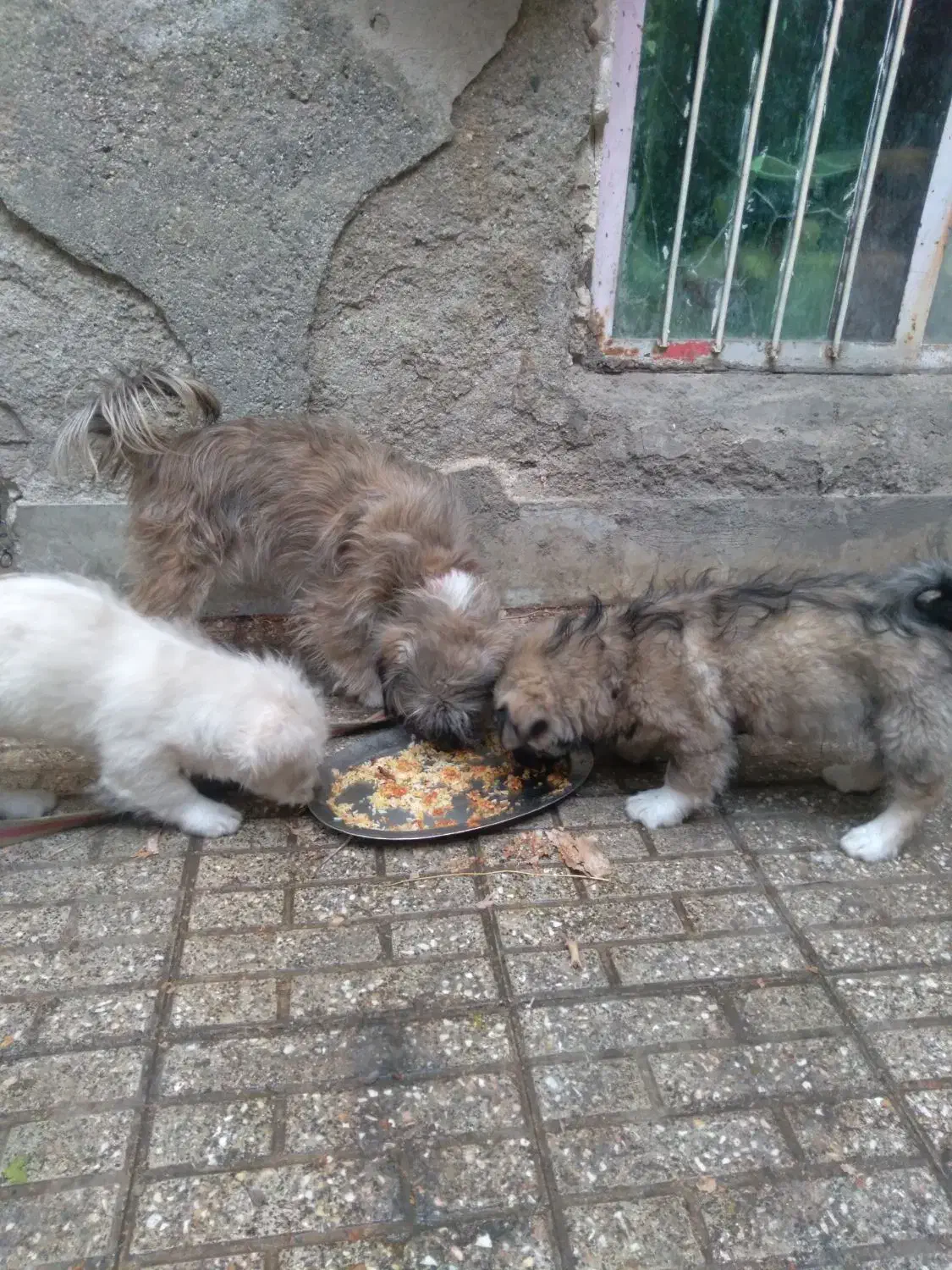 دوعدد تول بامادرشو|سگ|ملایر, |دیوار