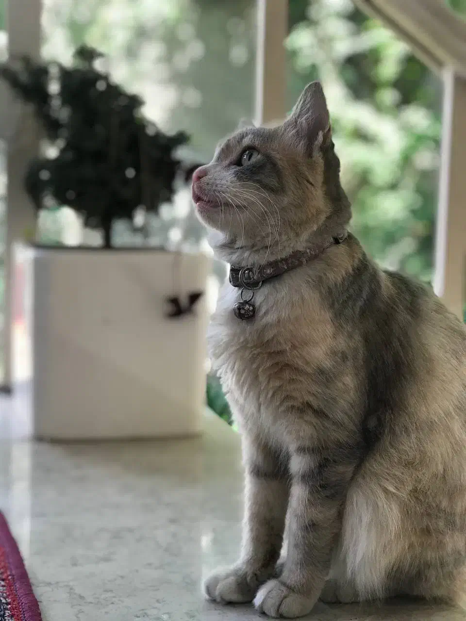 گربه ماده گمشده|حیوانات|رشت, خمیران زاهدان|دیوار