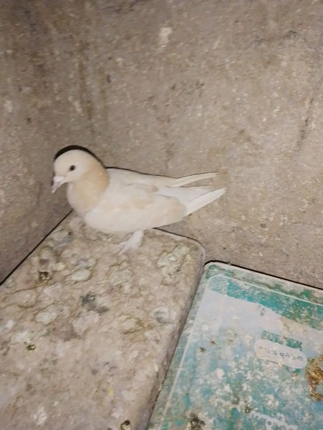 کفتر زرد|پرنده|کرمان, |دیوار