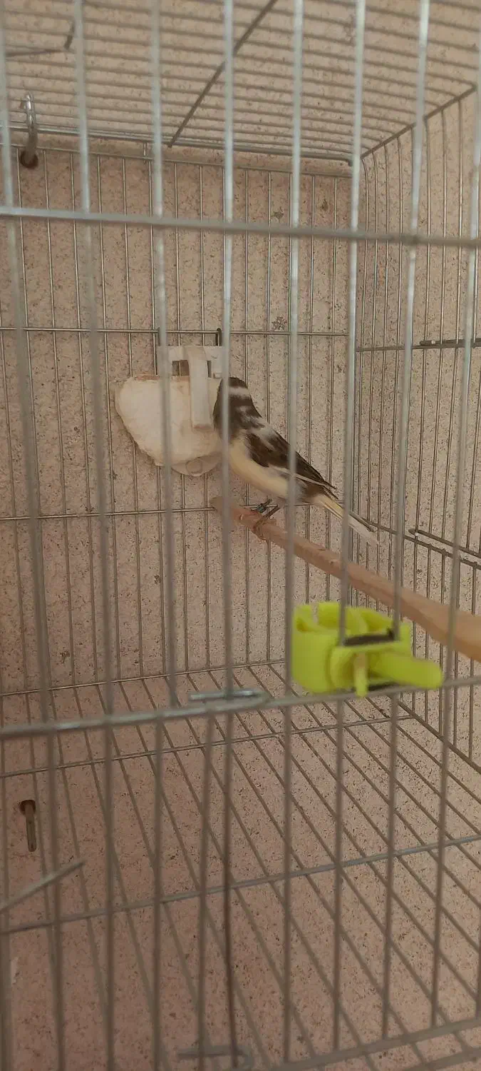 قناری|پرنده|قزوین, |دیوار