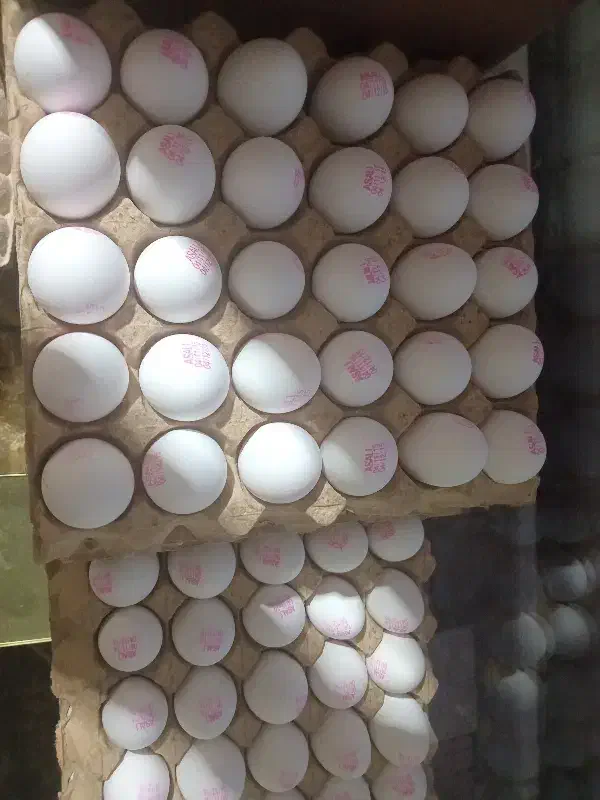 پخش تخم مرغ رضایی|خوردنی و آشامیدنی|تهران, مولوی|دیوار